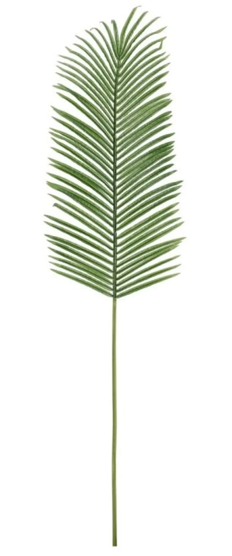 Discount Bizzotto FOGLIA PALMA PHOENIX VERDE H150CM