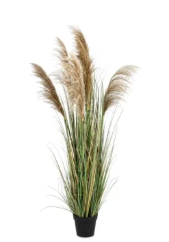 Clearance Bizzotto PIANTA AUSTORDERIA PAMPAS C-VASO H170