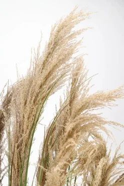 Discount Bizzotto PIANTA AUSTORDERIA PAMPAS C-VASO H180