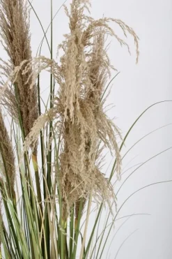 Sale Bizzotto PIANTA AUSTORDERIA PAMPAS C-VASO H145