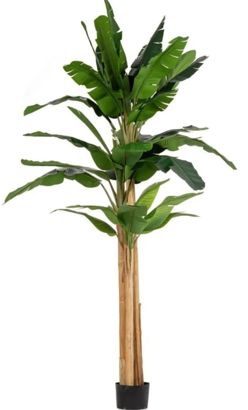 New Bizzotto PIANTA BANANO C-VASO 30FOGLIE H320