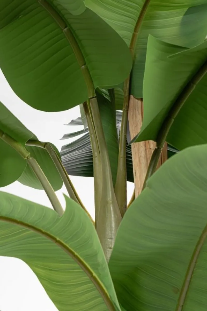 New Bizzotto PIANTA BANANO C-VASO 30FOGLIE H320