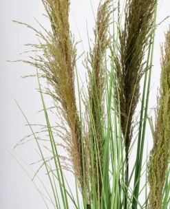 Discount Bizzotto PIANTA CARINE PAMPAS VERD MARR C-VA H145