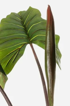 New Bizzotto PIANTA DIEFFENBACHIA C-V 10FOGLIE H134