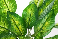 New Bizzotto PIANTA DIEFFENBACHIA C-VASO 30FOGLIE H45