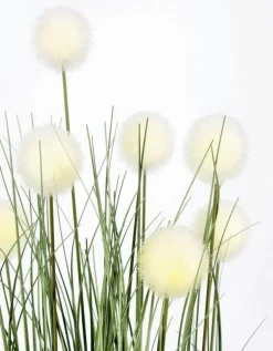 Discount Bizzotto PIANTA ERIOPHORUM BIANCO C-VASO X7F H68