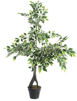Sale Bizzotto PIANTA FICUS VARIEGATO C-VASO X760F H120