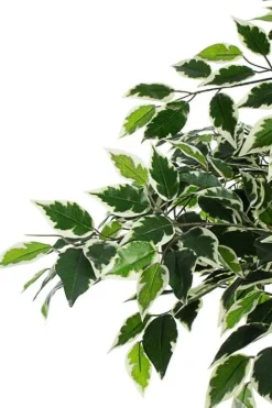 Sale Bizzotto PIANTA FICUS VARIEGATO C-VASO X760F H120
