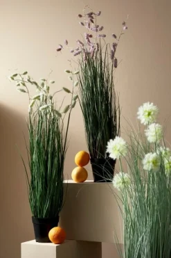 Hot Bizzotto PIANTA GREVILLEA BIANCO C-VASO X5F H100