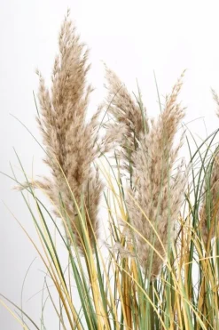 Online Bizzotto PIANTA GYNERIUM PAMPAS C-VASO H120