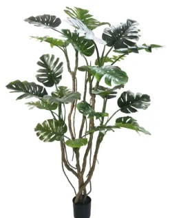 Best Bizzotto PIANTA MONSTERA C-VASO H210