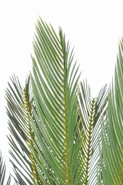 Discount Bizzotto PIANTA PALMA CYCAS C-VASO 28FOGLIE H120