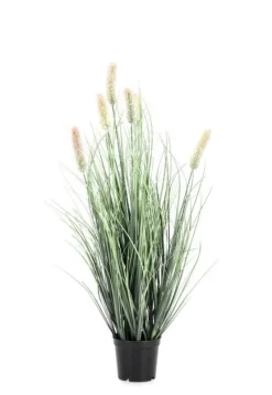 Discount Bizzotto PIANTA PENNISETUM C-VASO H61