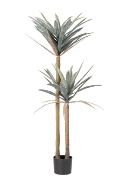 Best Bizzotto PIANTA YUCCA C-VASO 68FOGLIE H128