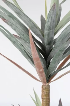 Best Bizzotto PIANTA YUCCA C-VASO 68FOGLIE H128