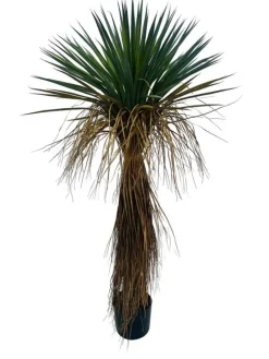 Outlet Bizzotto PIANTA YUKKA ROSTATA C-VASO H120