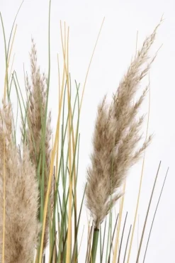 Discount Bizzotto RAMO GYNERIUM PAMPAS H100