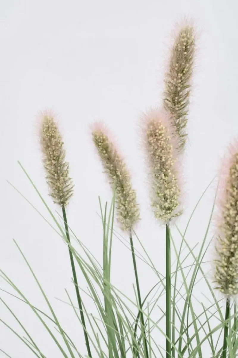 Discount Bizzotto RAMO PENNISETUM H60